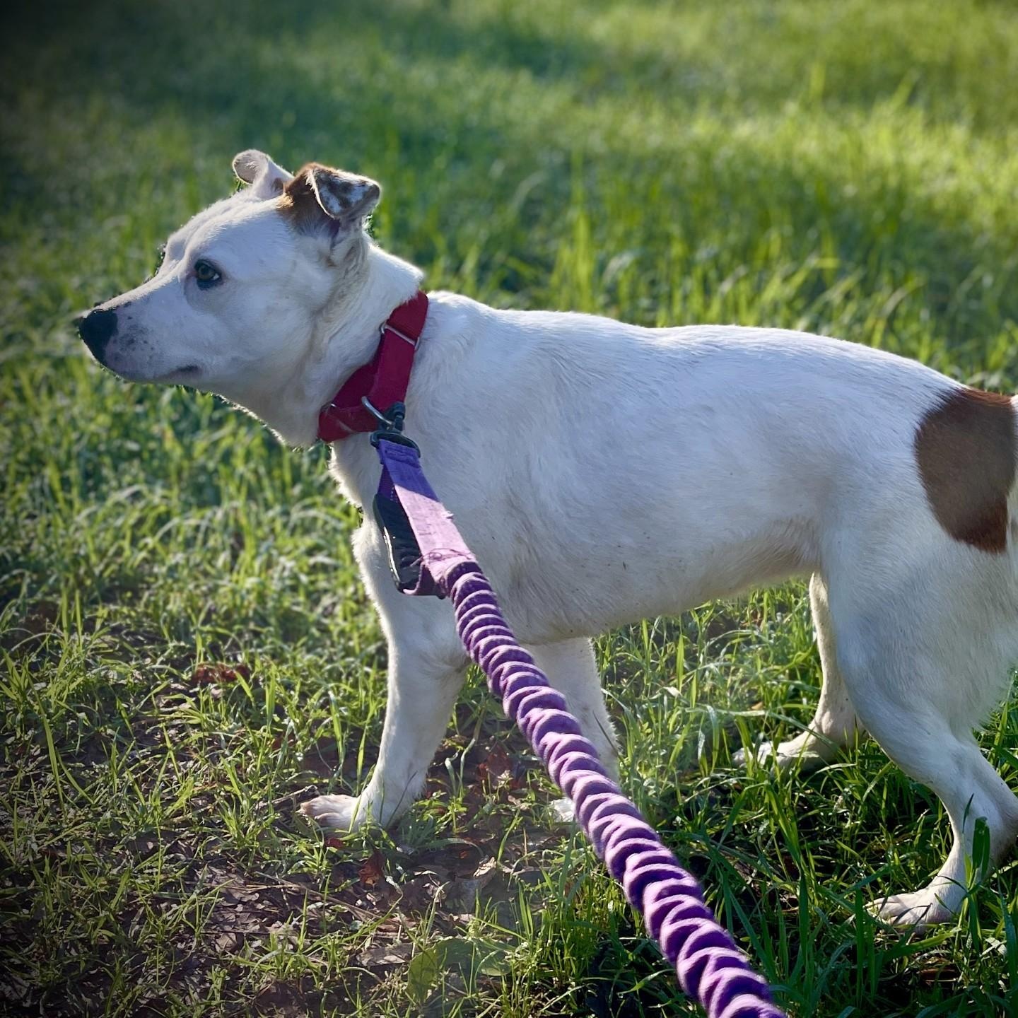 Enlarge Freckles, an adopted mixed breed in San Andreas, CA image 4/4