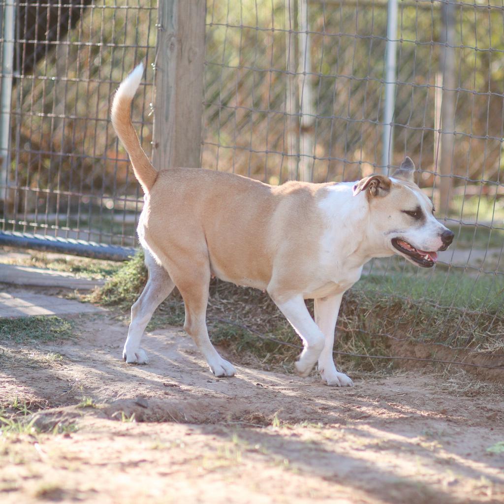 Enlarge Ella, a Adoptable mixed breed in Natchitoches, LA image 1/6