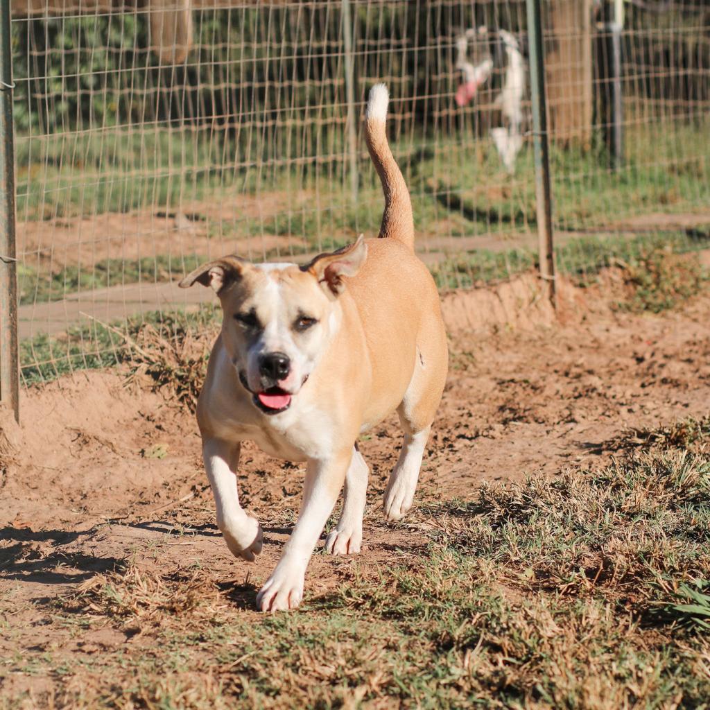 Enlarge Ella, a Adoptable mixed breed in Natchitoches, LA image 2/6