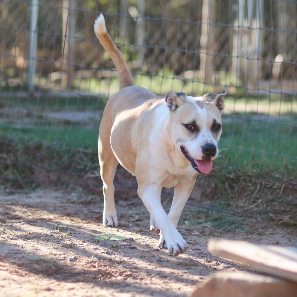 Enlarge Ella, a Adoptable mixed breed in Natchitoches, LA image 3/6