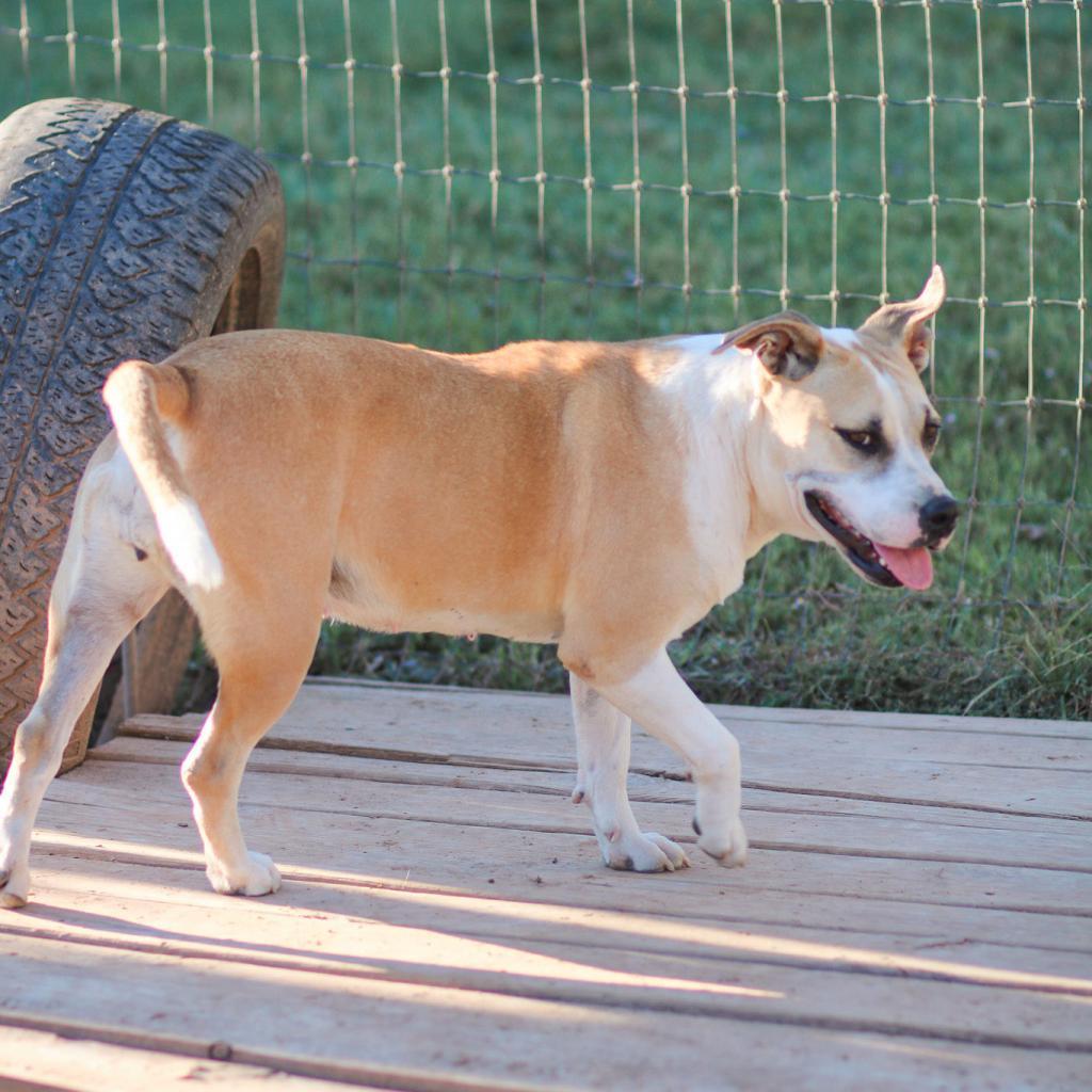 Enlarge Ella, a Adoptable mixed breed in Natchitoches, LA image 5/6