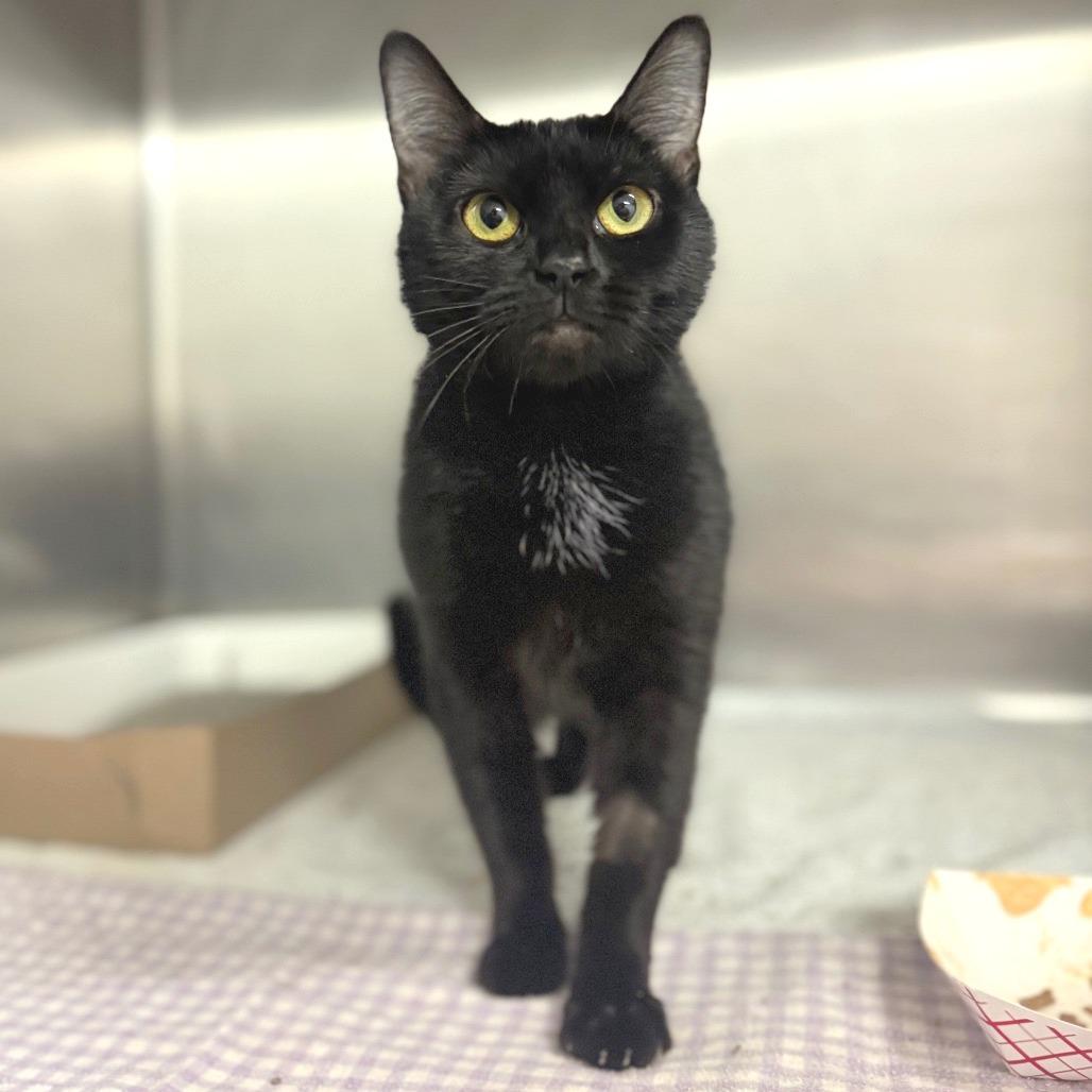 Enlarge Hypno, a Adoptable Domestic Short Hair in Hendersonville, NC image 1/5