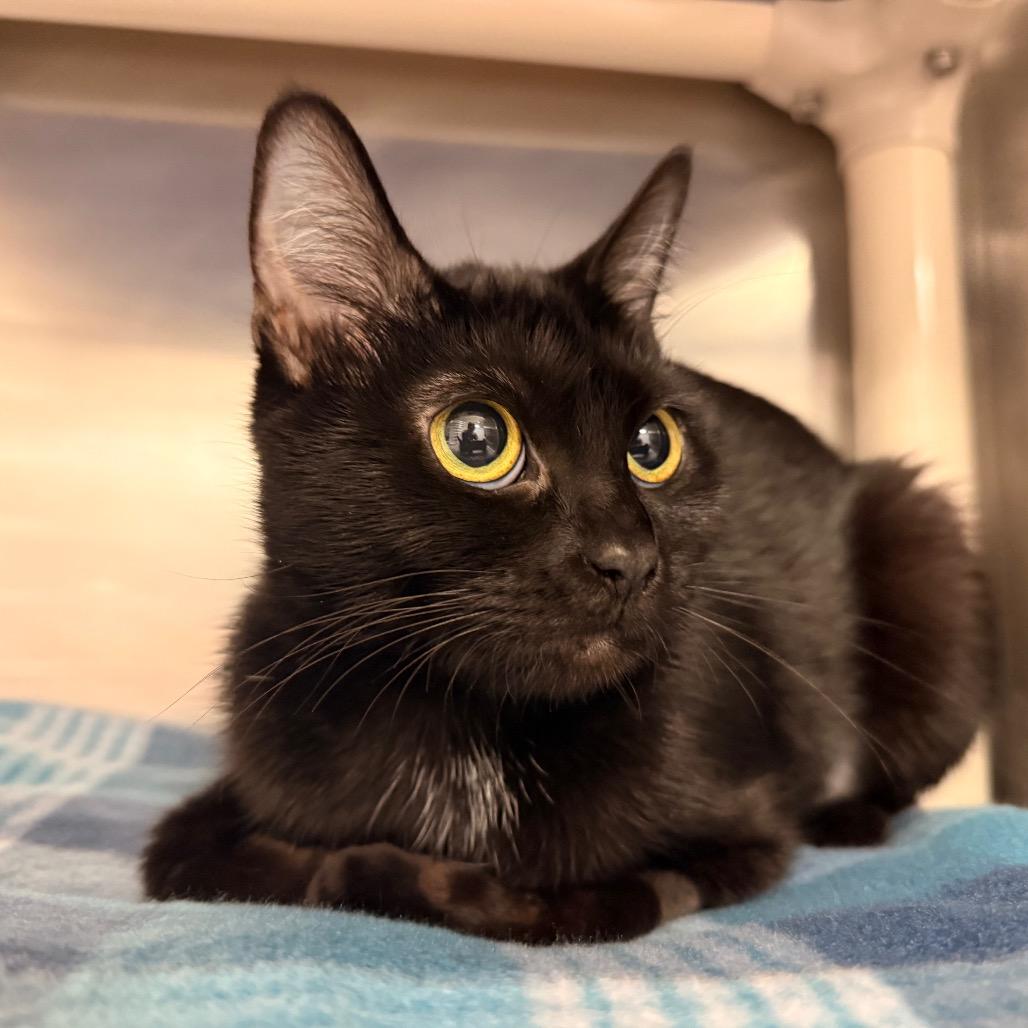 Enlarge Hypno, a Adoptable Domestic Short Hair in Hendersonville, NC image 2/5