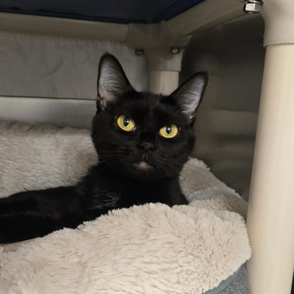 Enlarge Hypno, a Adoptable Domestic Short Hair in Hendersonville, NC image 3/5