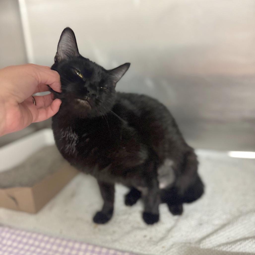 Enlarge Hypno, a Adoptable Domestic Short Hair in Hendersonville, NC image 4/5