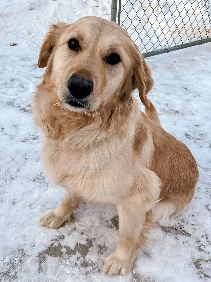 Enlarge FINLEY, a Adopted mixed breed in High Level, AB image 1/2