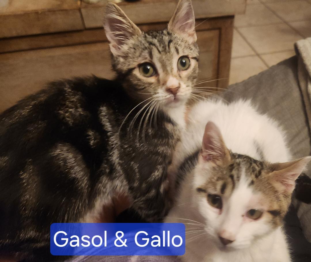 Gasol & Gallo