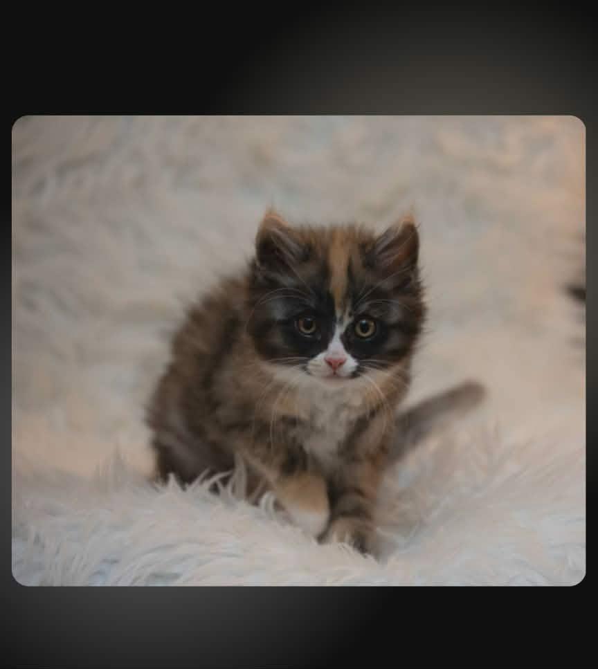 Enlarge Artemis, a Adoptable Domestic Medium Hair in Calgary, AB image 1/2