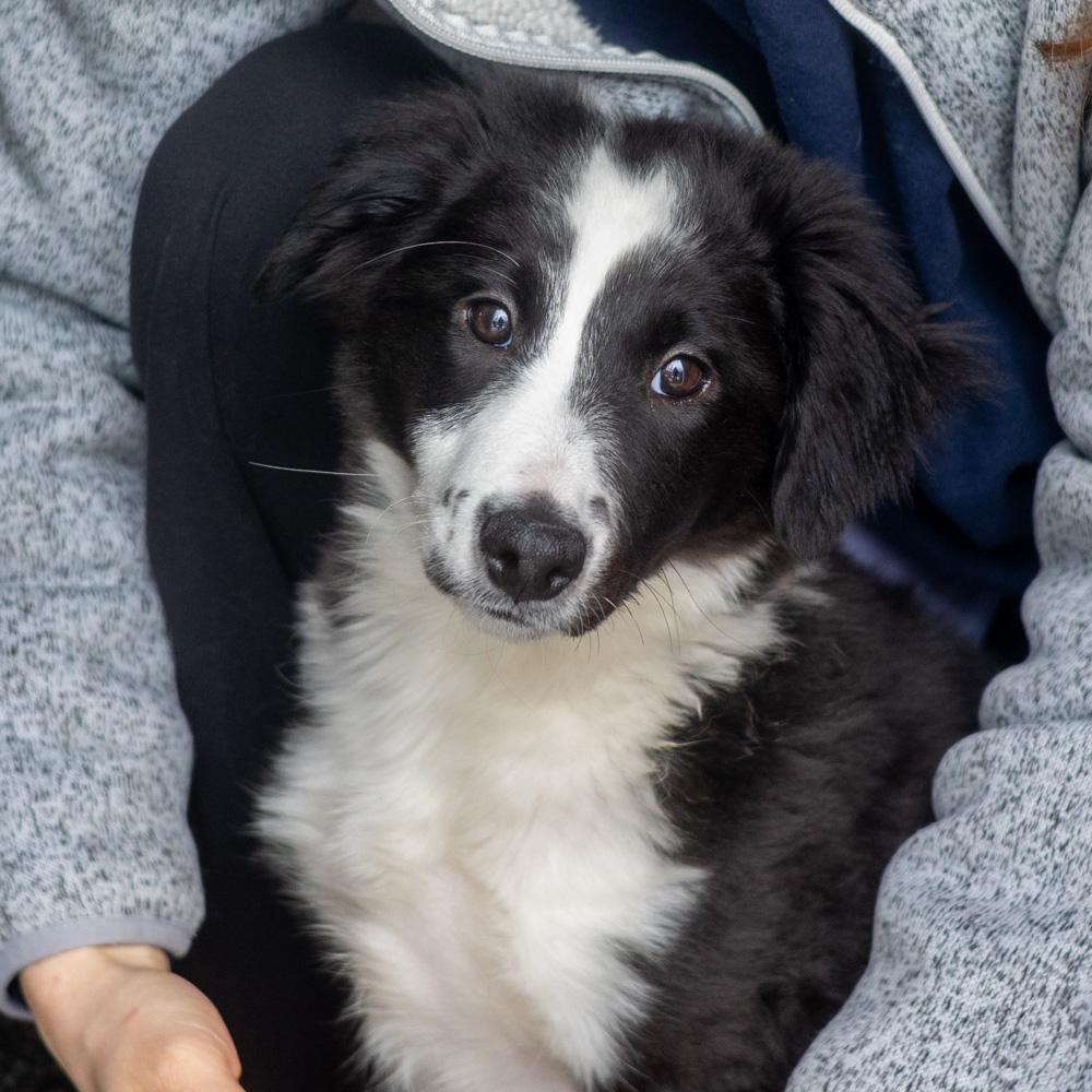 Ivory (Female)    Avail 2/14 , adopted, Puppy Female Border Collie.
