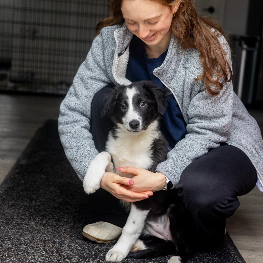 Enlarge Ivory (Female)    Avail 2/14 , an adopted mixed breed in West Grove, PA image 3/6