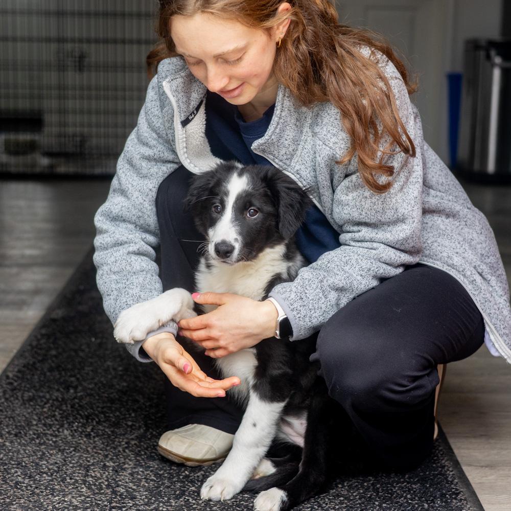 Enlarge Ivory (Female)    Avail 2/14 , an adopted mixed breed in West Grove, PA image 5/6