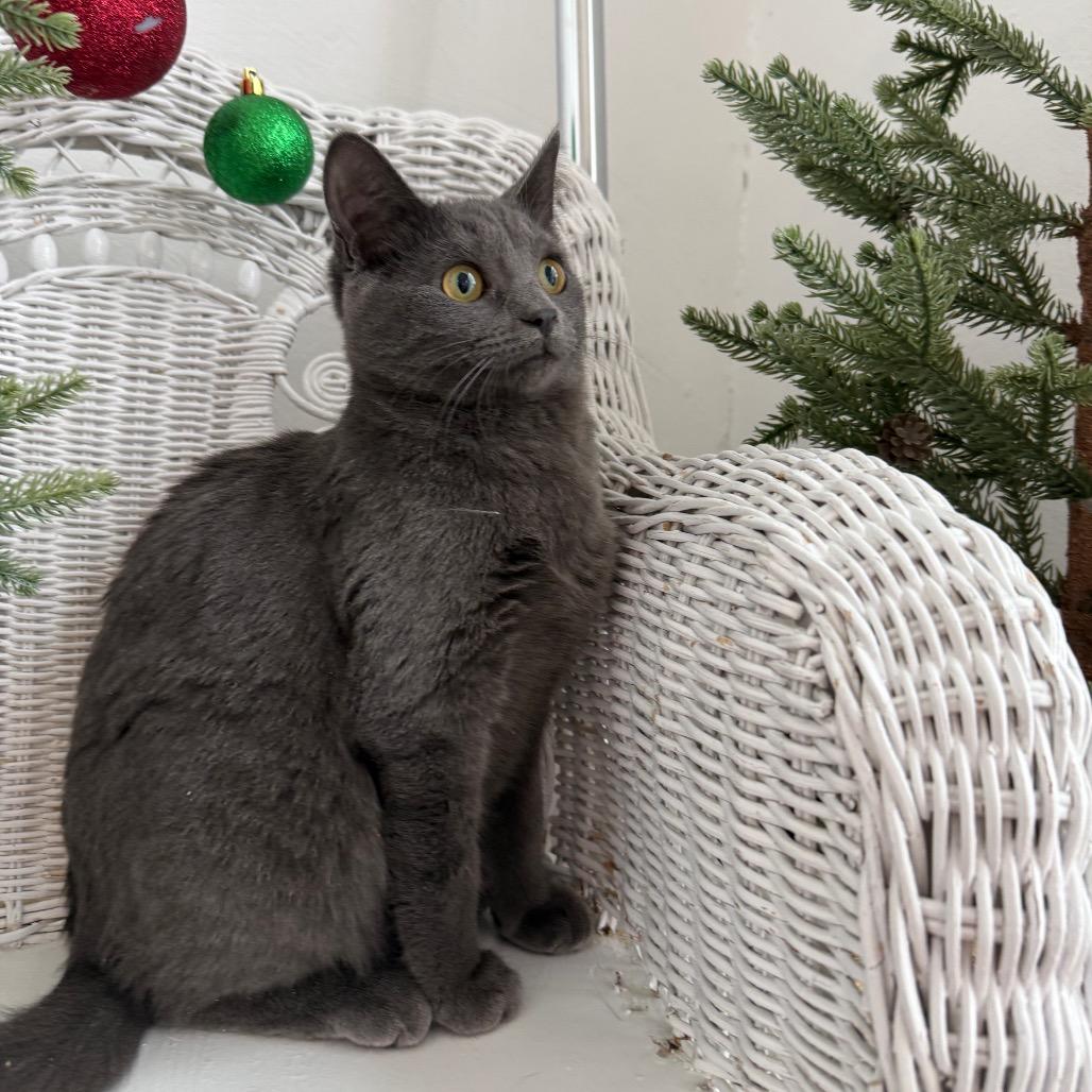 McRain 55429, Adoptable, Kitten Female Domestic Short Hair & Russian Blue.