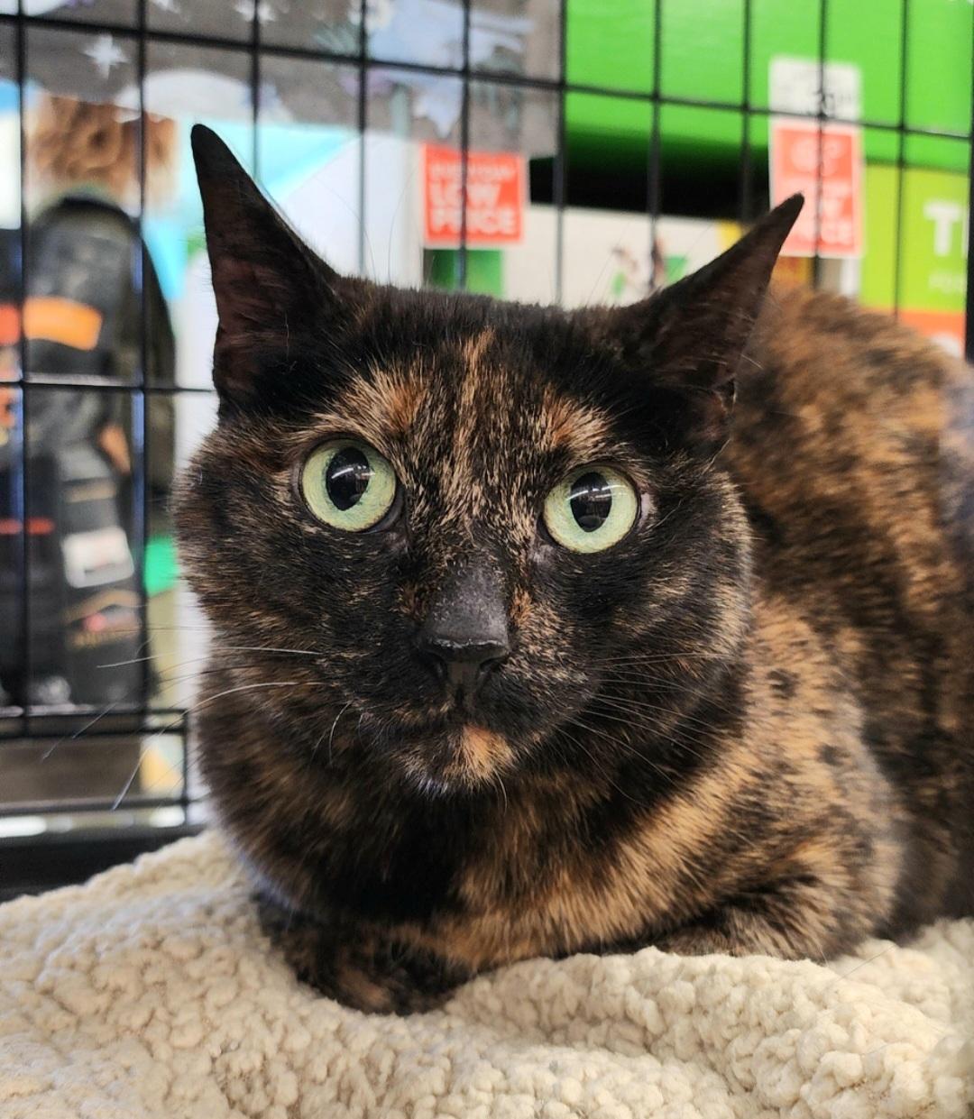 Brindle aka BB OS 0421, Adult Female Domestic Short Hair
