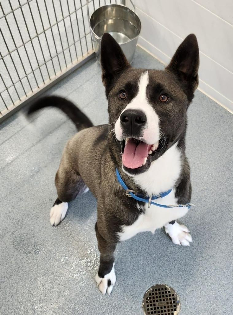 Dale, a Adoptable mixed breed in Portland, IN image 2/6