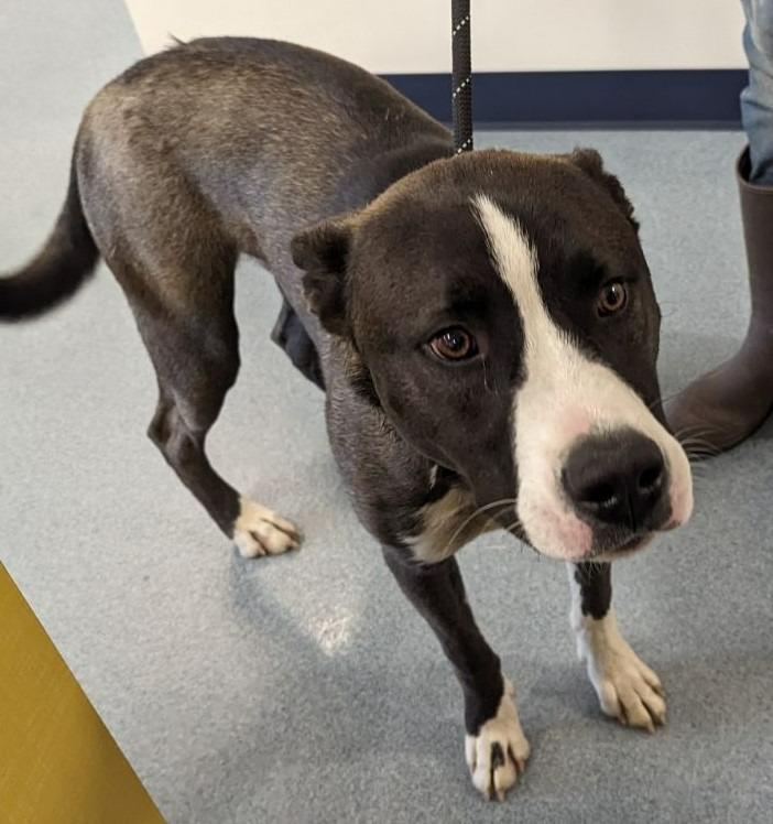 Dale, Adoptable, Adult Male Akita & Mixed Breed.