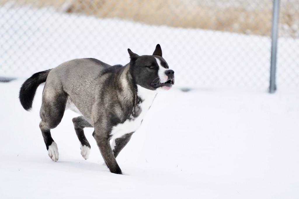 Dale, a Adoptable mixed breed in Portland, IN image 3/6