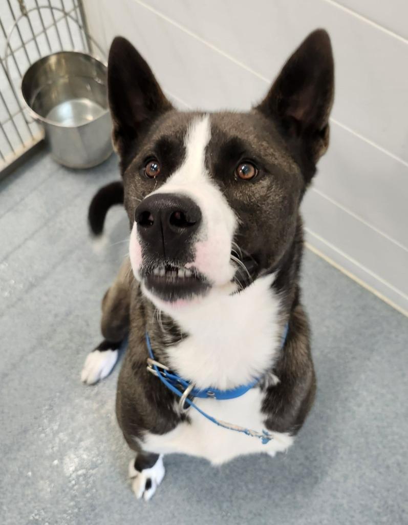 Dale, a Adoptable mixed breed in Portland, IN image 3/6