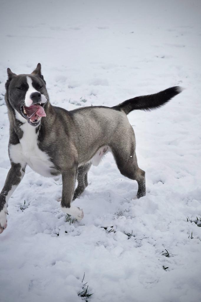 Dale, a Adoptable mixed breed in Portland, IN image 6/6