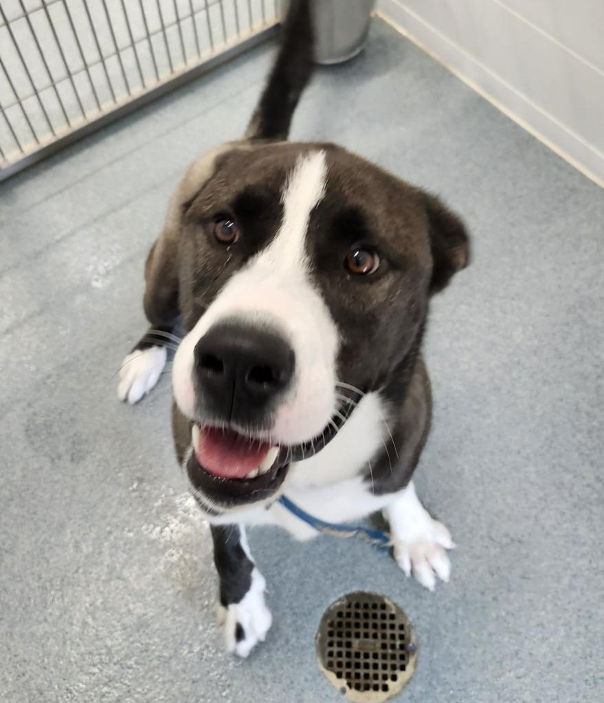 Dale, a Adoptable mixed breed in Portland, IN image 6/6