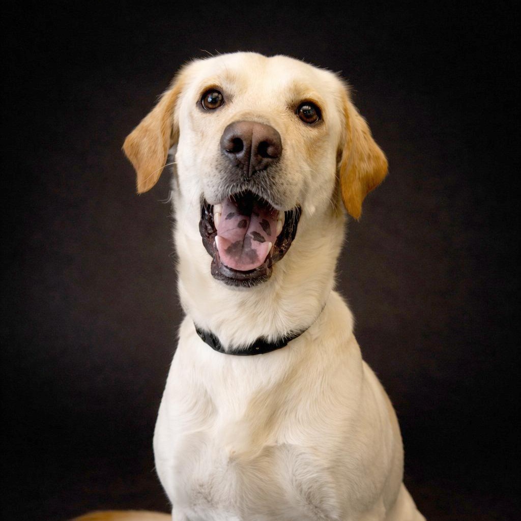 Ryder, ADOPTABLE, Adult Male Setter.