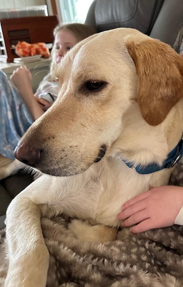 Enlarge Ryder, a ADOPTABLE mixed breed in Wadsworth, OH image 2/5