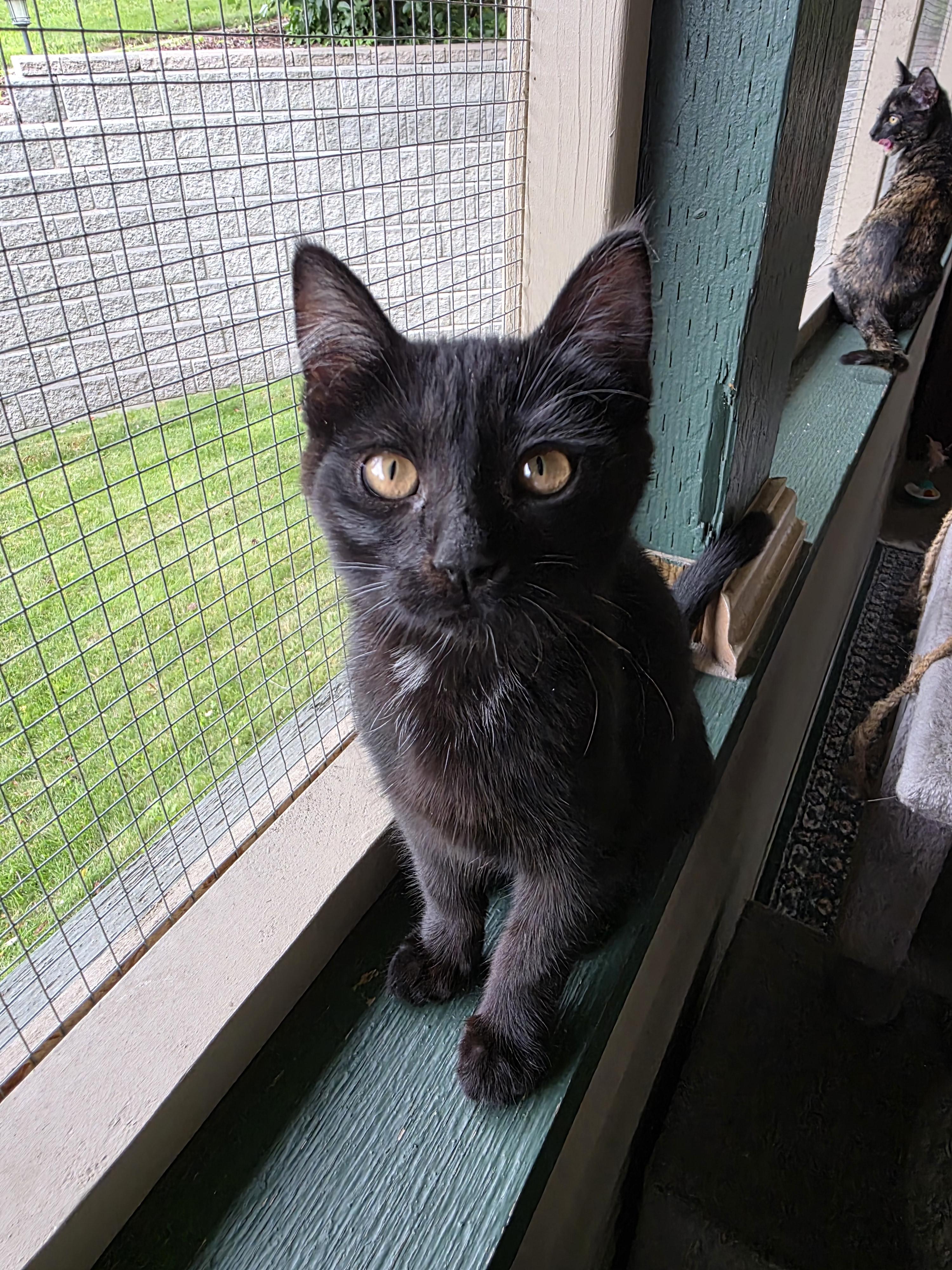 Truffle, Adoptable, Kitten Female Domestic Short Hair.