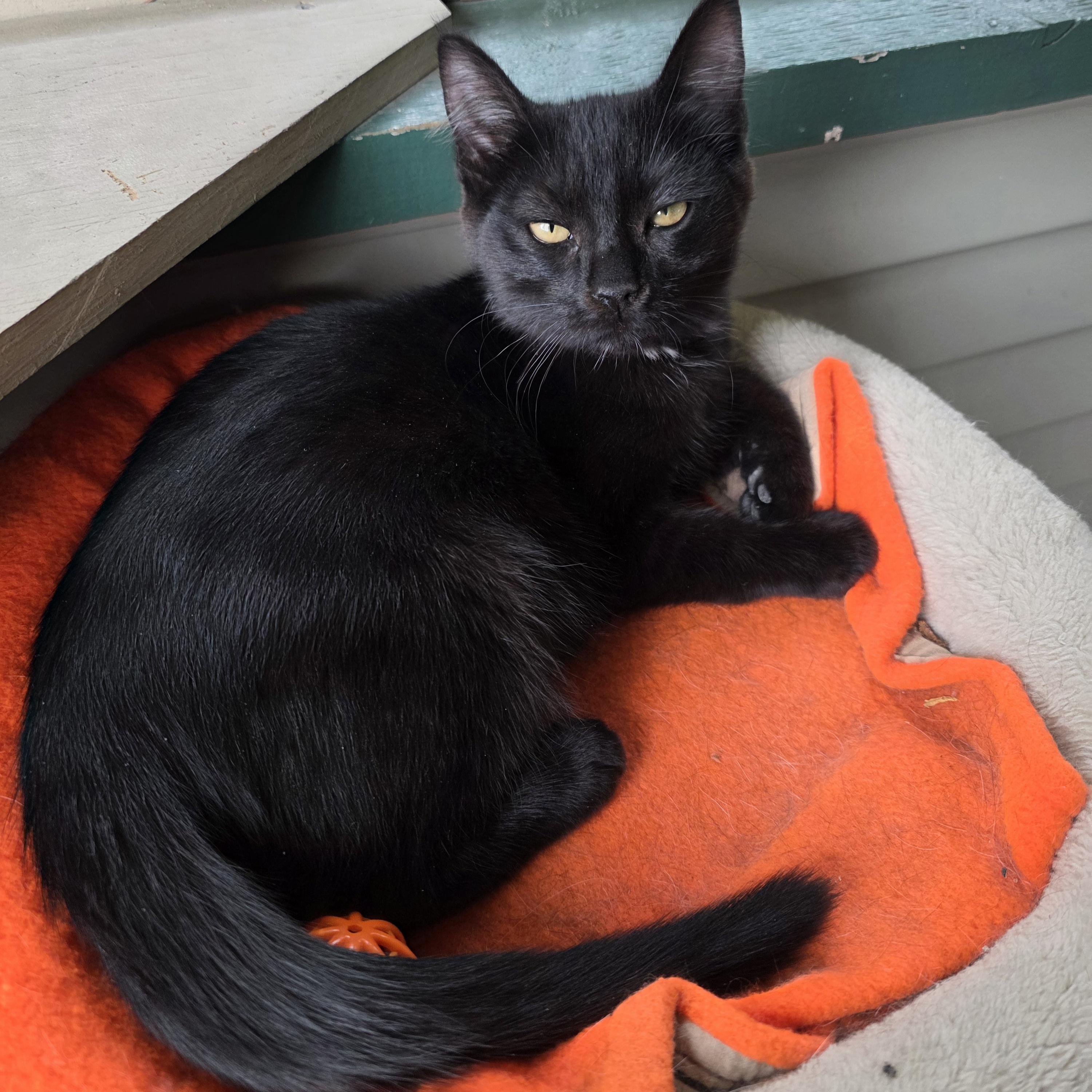 Truffle, a Adoptable mixed breed in Kamloops, BC image 2/6