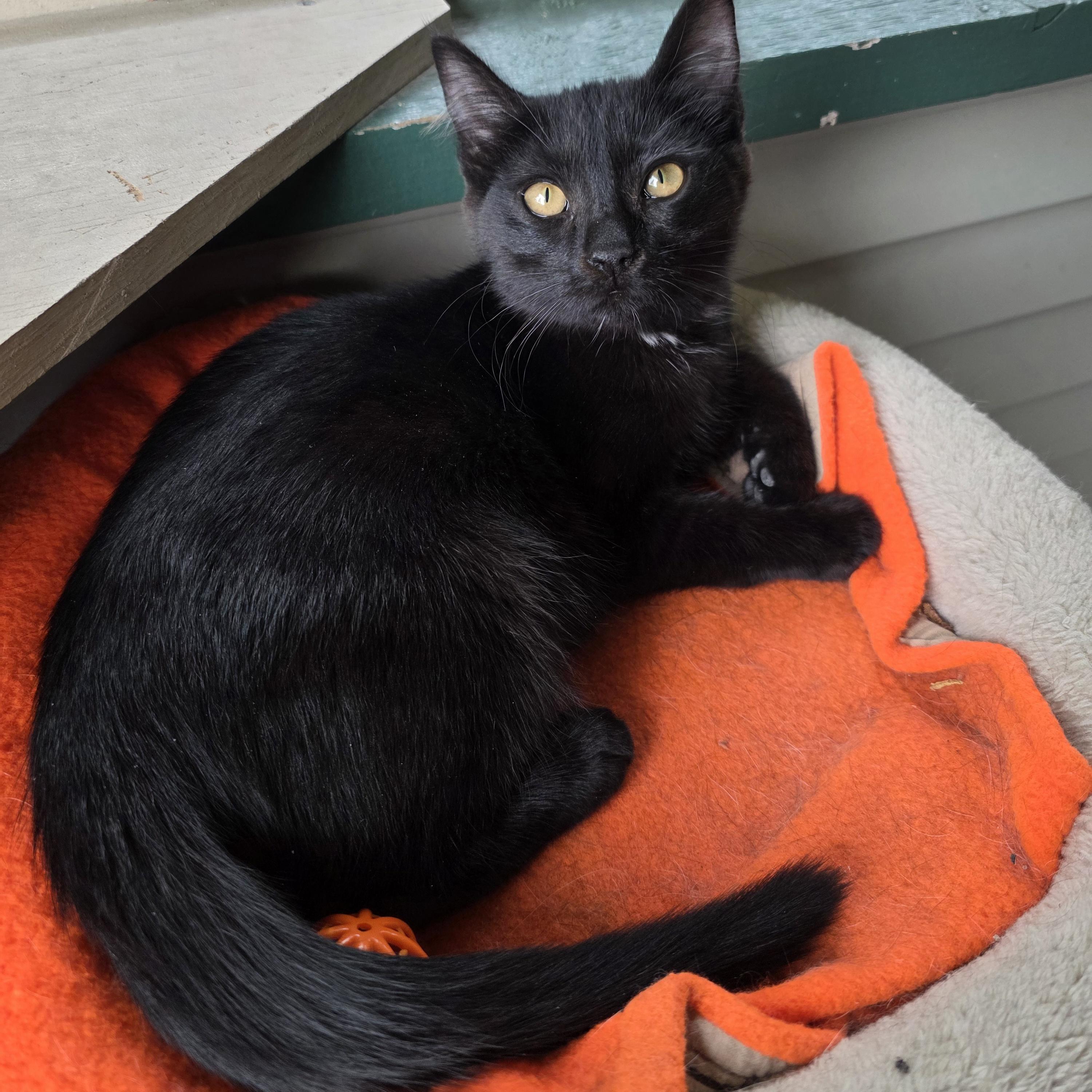 Truffle, a Adoptable mixed breed in Kamloops, BC image 3/6