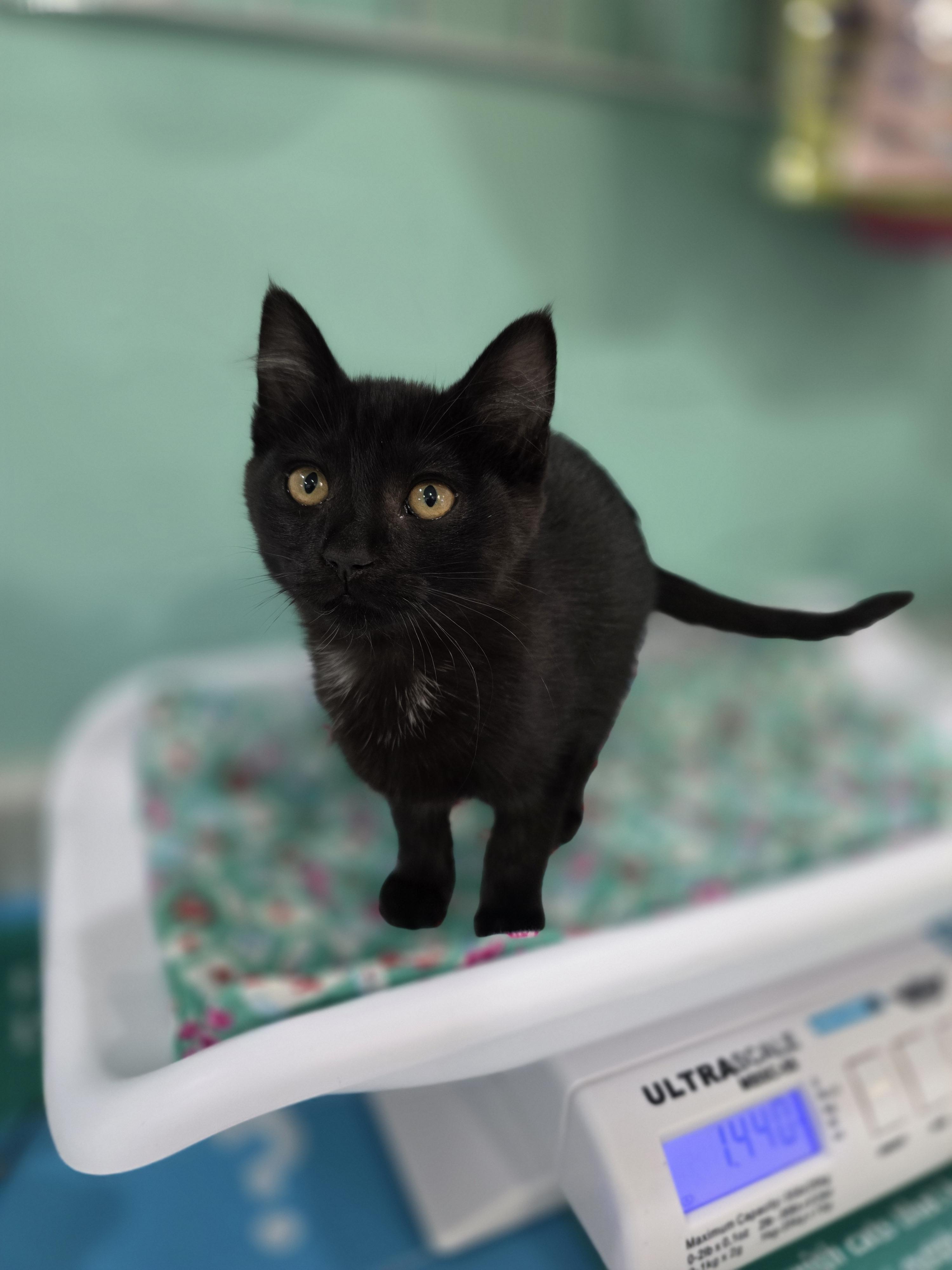 Truffle, a Adoptable mixed breed in Kamloops, BC image 1/6