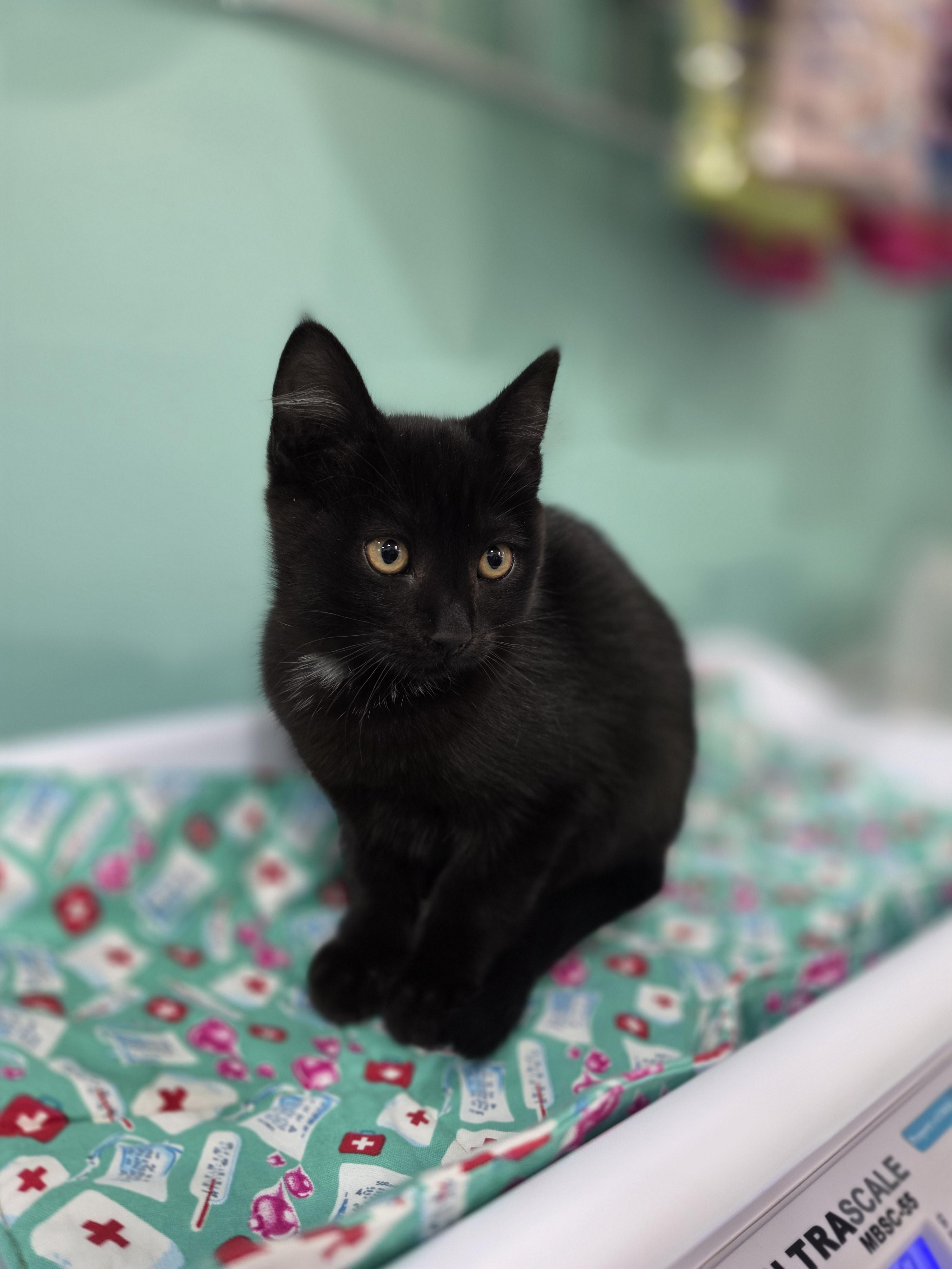 Truffle, a Adoptable mixed breed in Kamloops, BC image 2/6