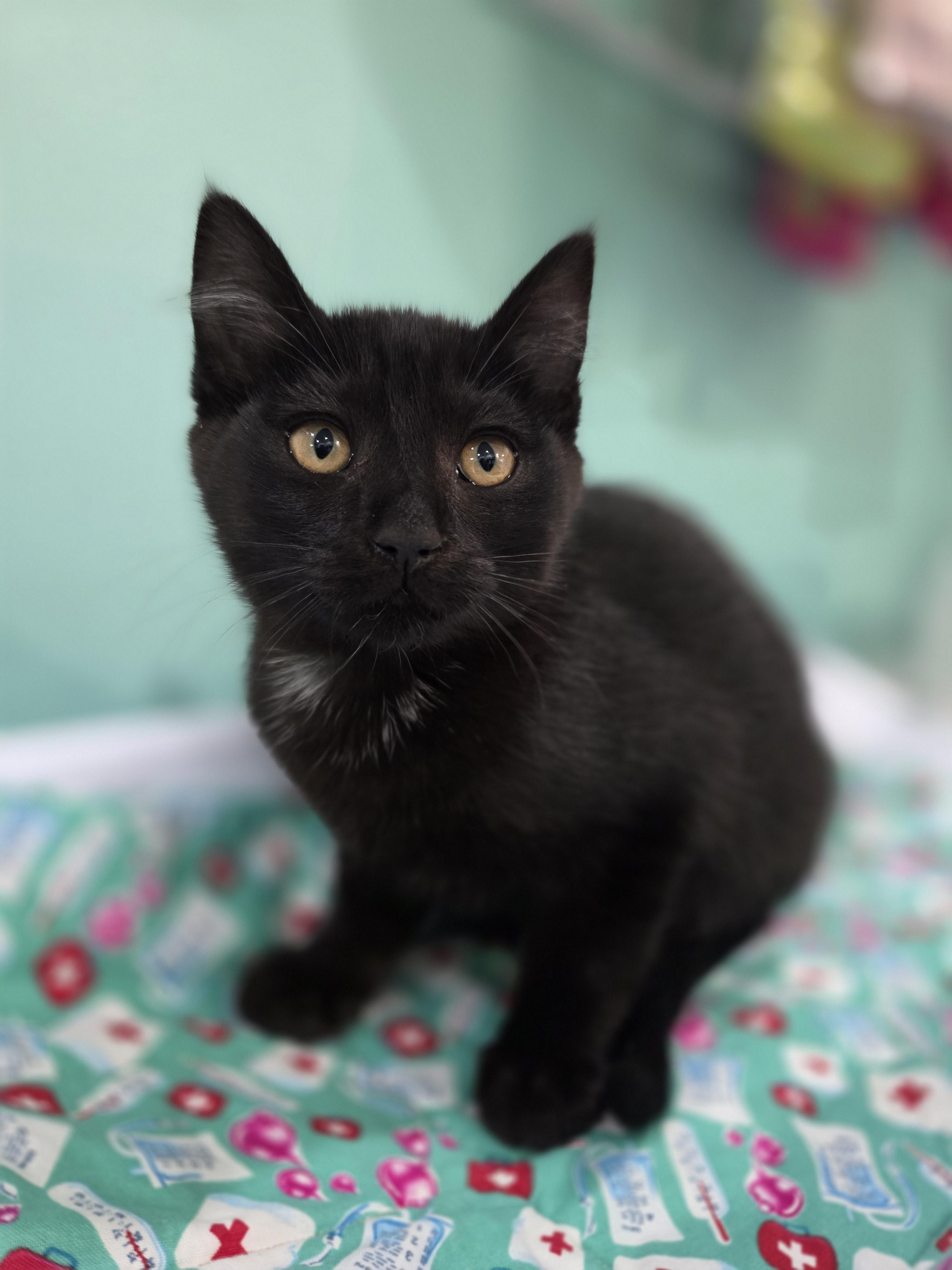 Truffle, a Adoptable mixed breed in Kamloops, BC image 3/6