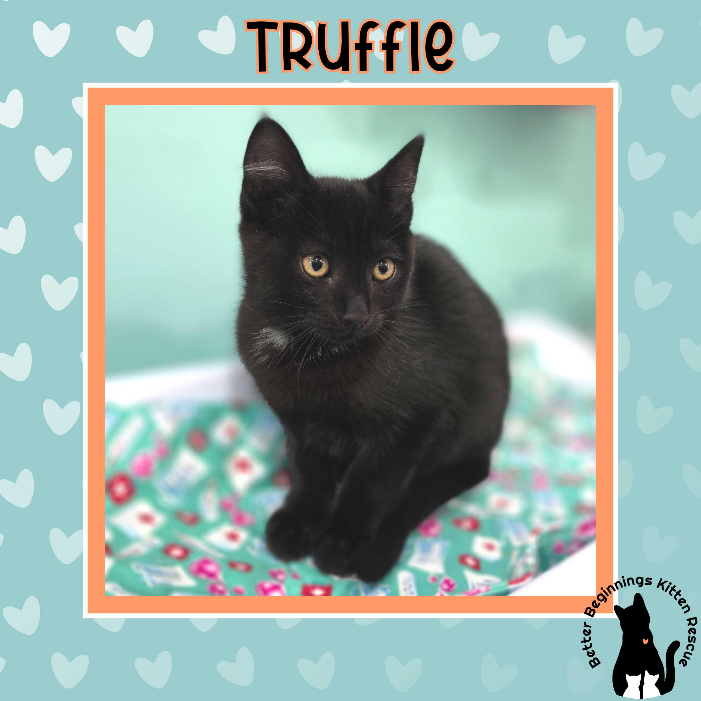 Truffle, a Adoptable mixed breed in Kamloops, BC image 4/6