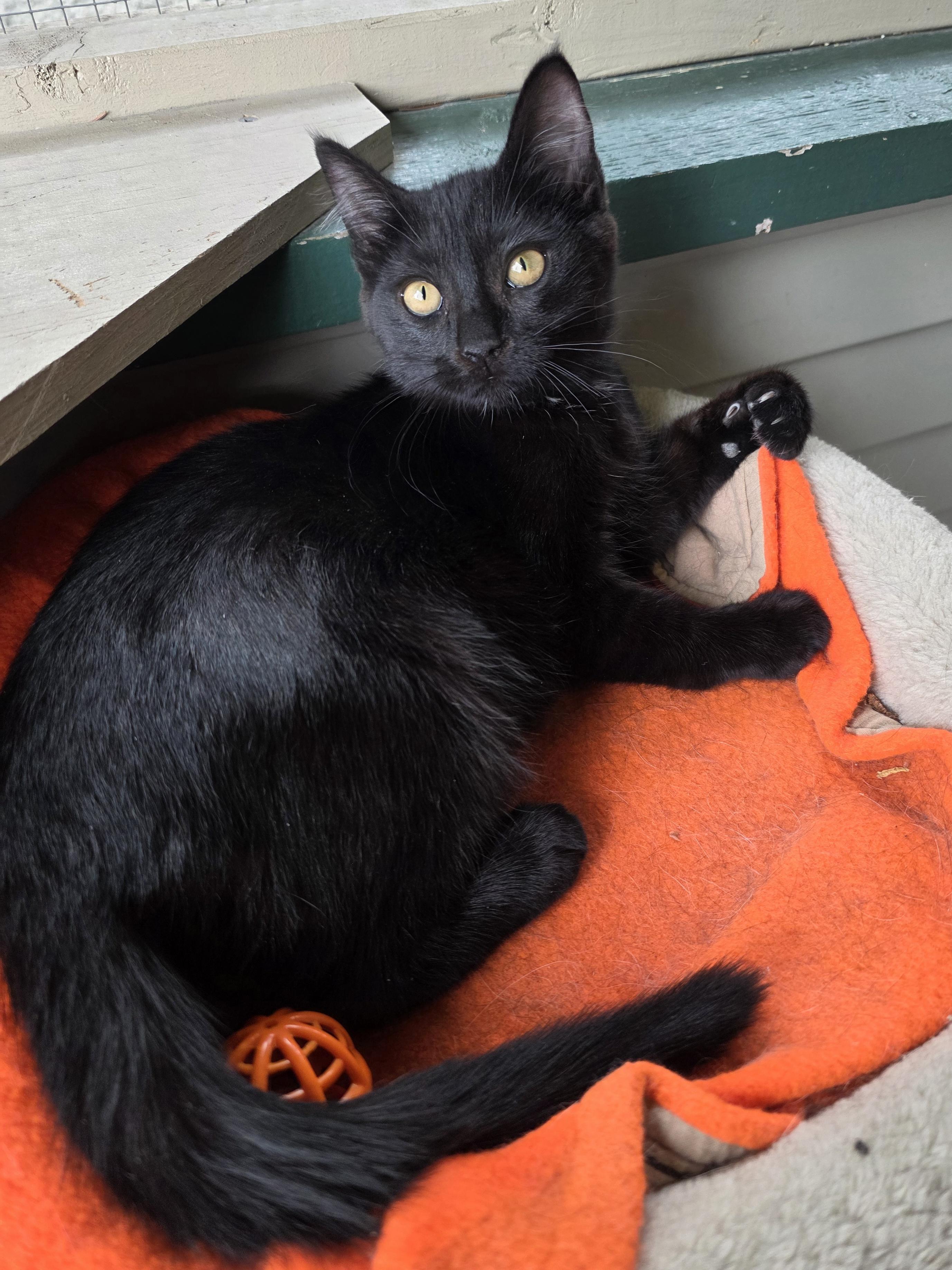 Truffle, a Adoptable mixed breed in Kamloops, BC image 4/6