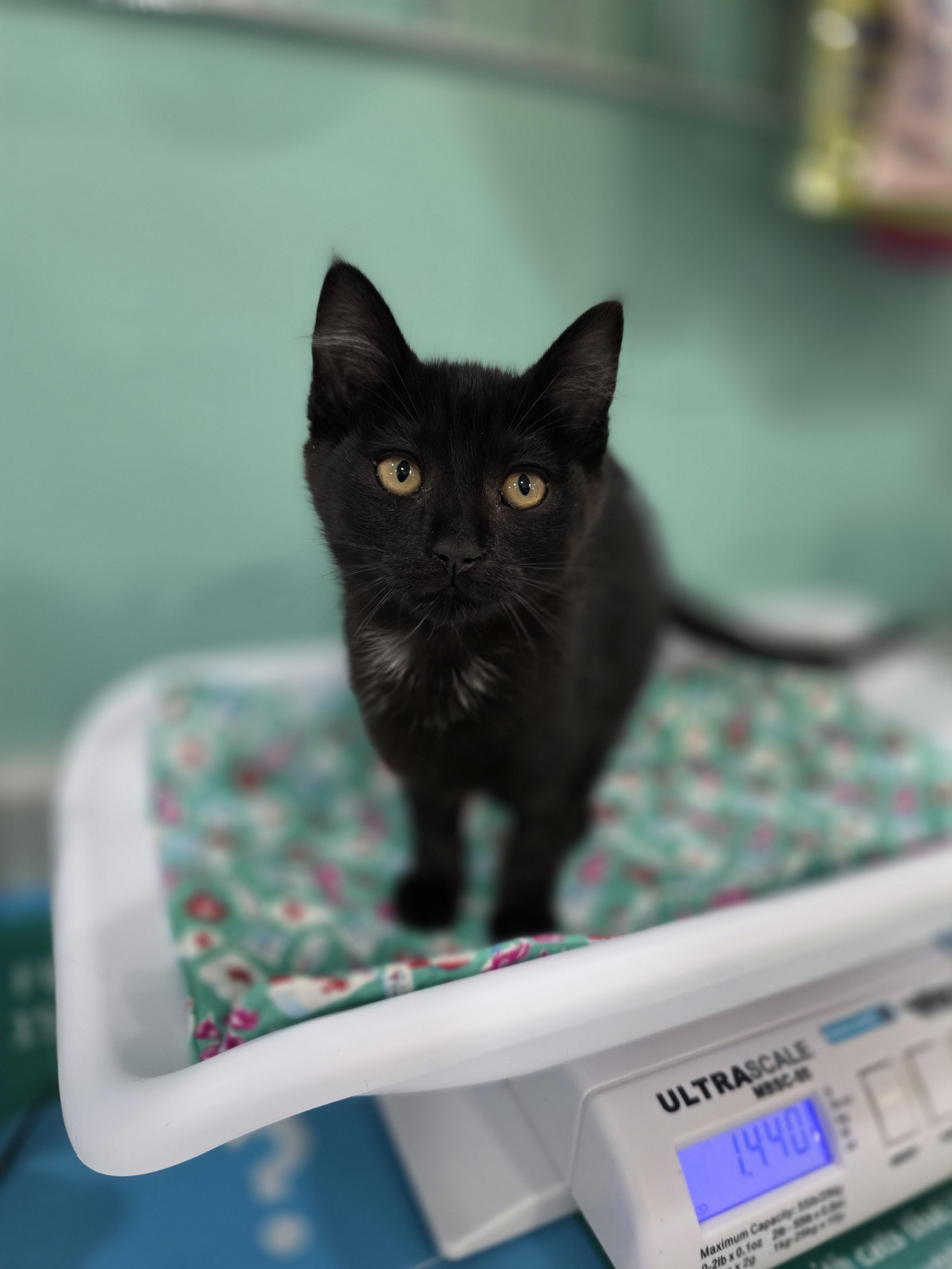 Truffle, a Adoptable mixed breed in Kamloops, BC image 5/6