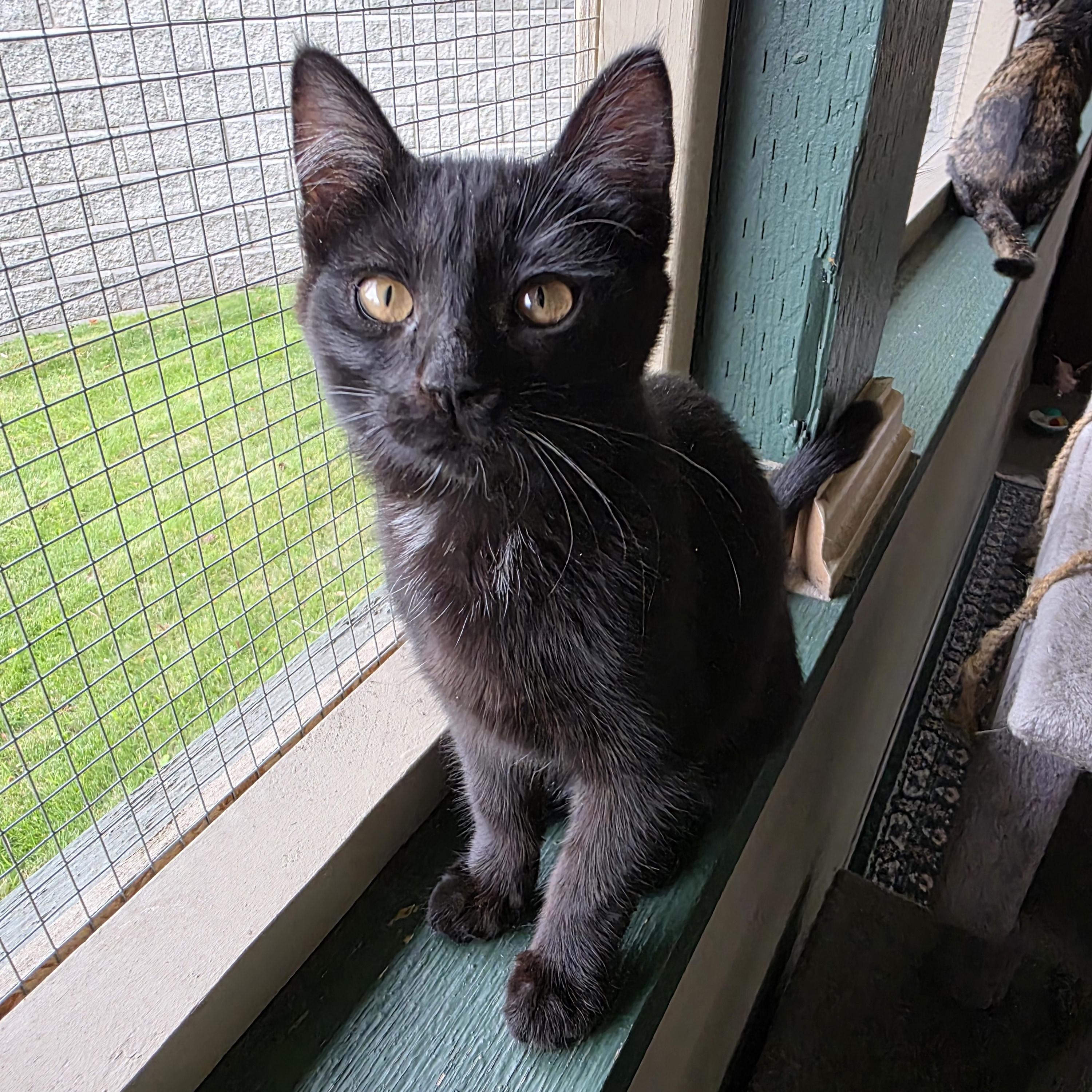 Truffle, a Adoptable mixed breed in Kamloops, BC image 5/6