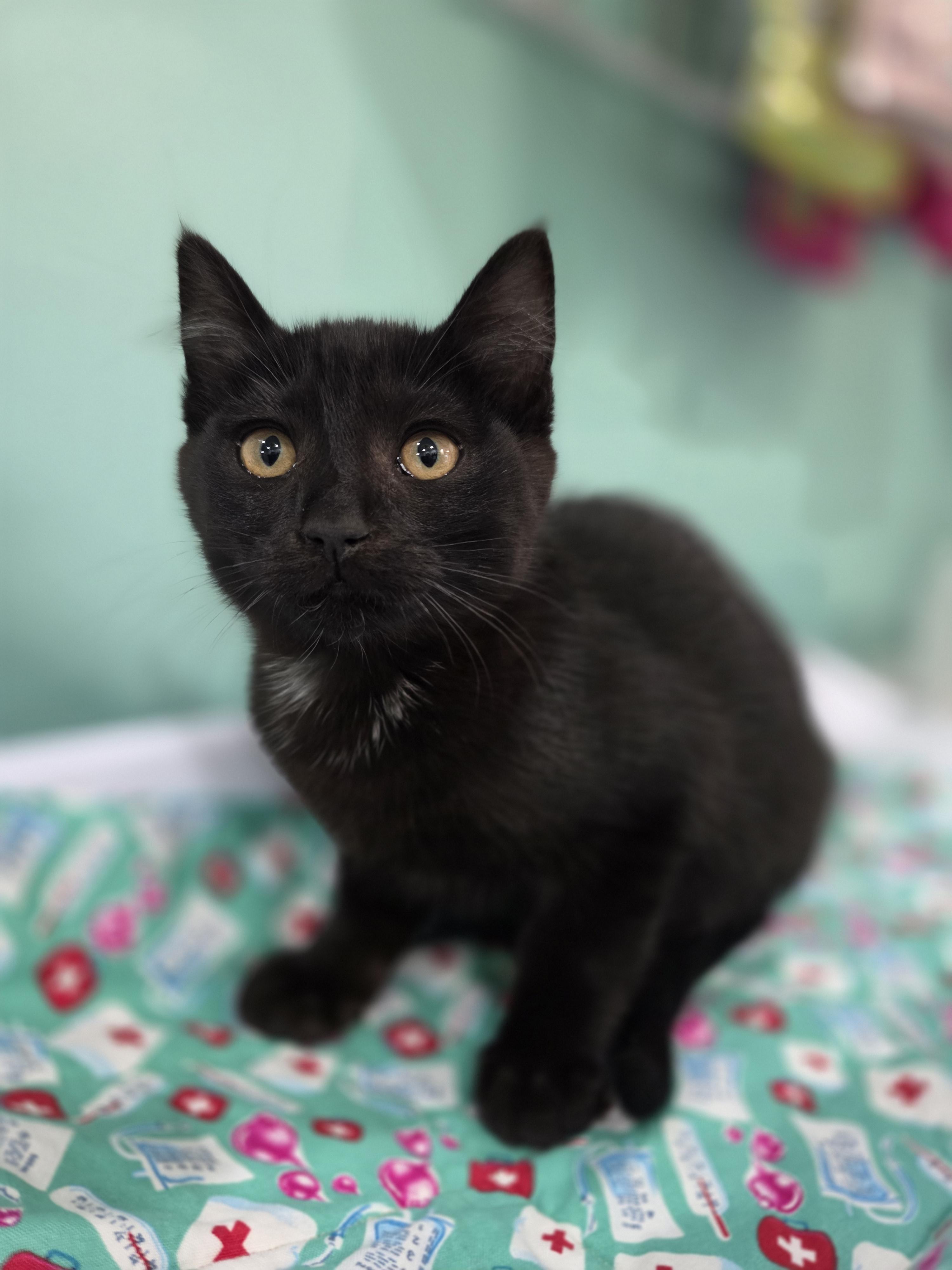 Truffle, a Adoptable mixed breed in Kamloops, BC image 6/6