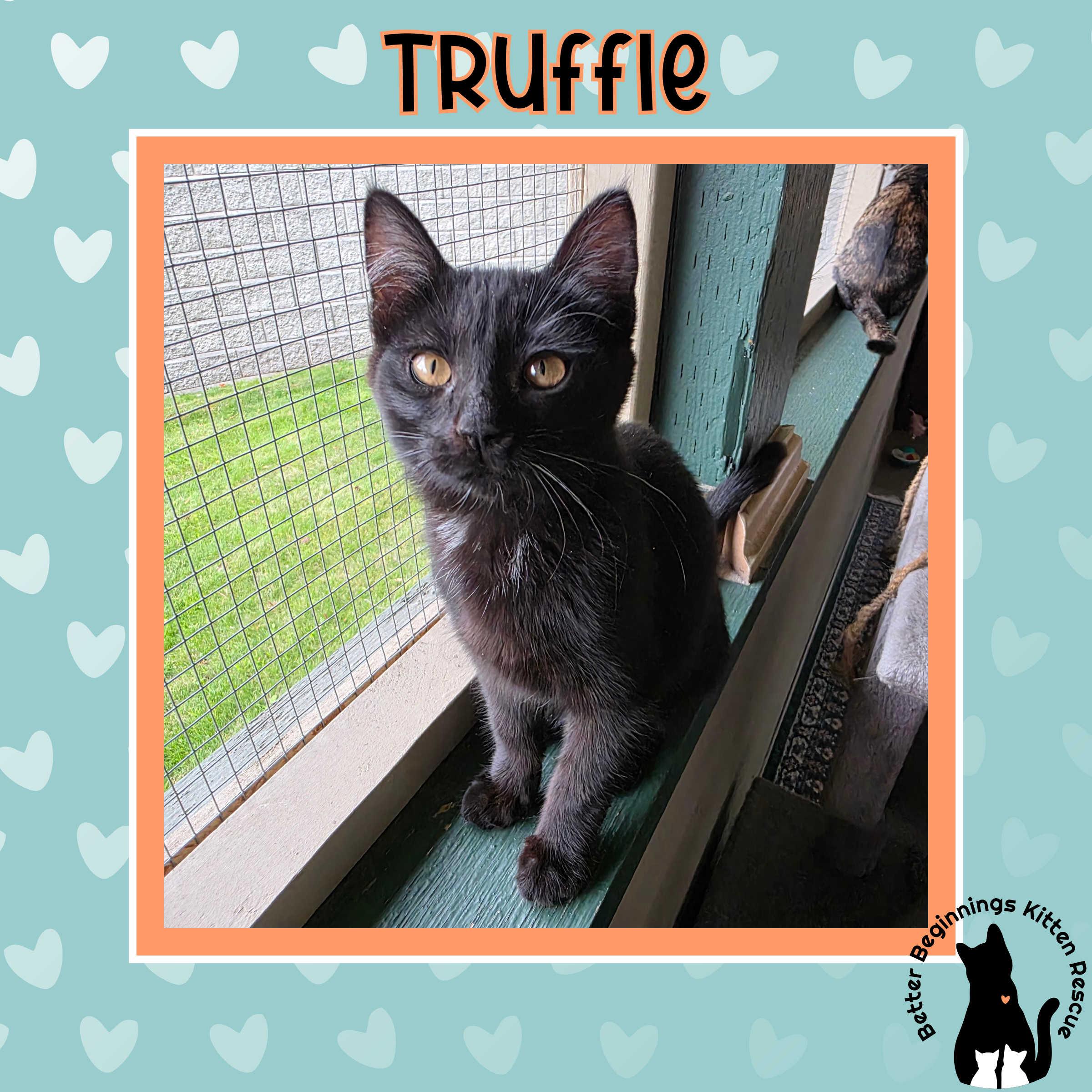 Truffle, a Adoptable mixed breed in Kamloops, BC image 6/6