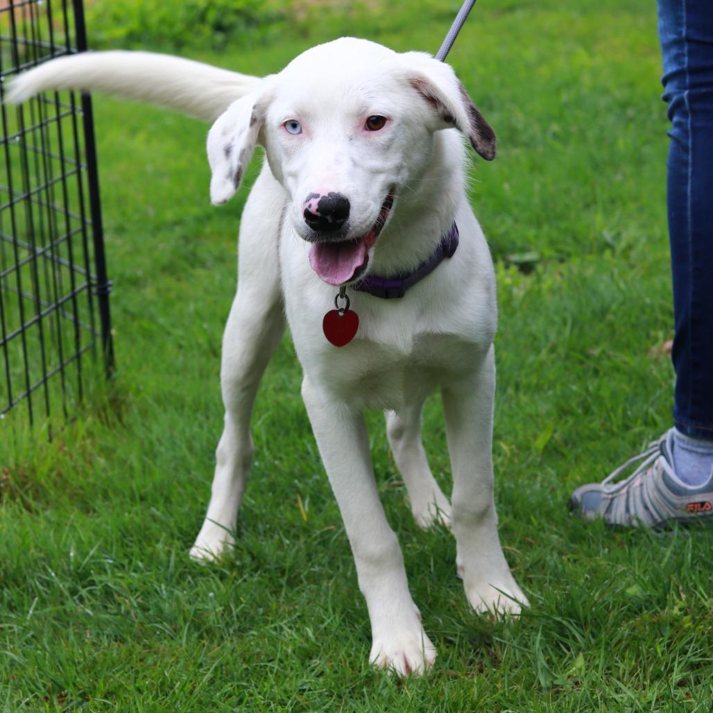 Enlarge CT Odin, a Adoptable mixed breed in Eastford, CT image 4/6