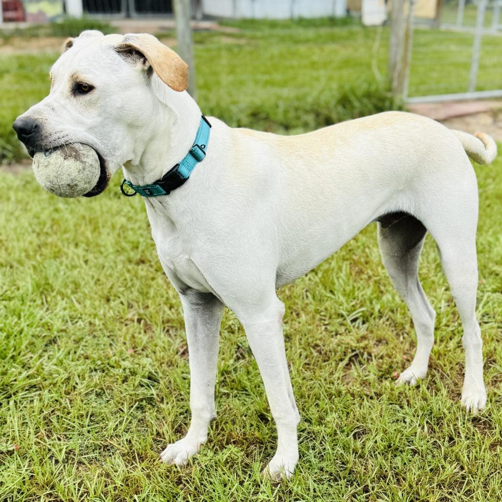 Williston, Adoptable, Adult Male Mixed Breed & Great Dane.