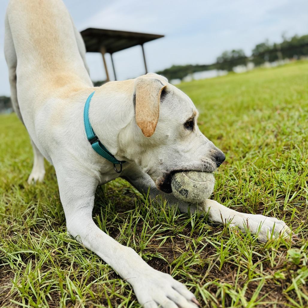 Williston, a Adoptable mixed breed in Williston, FL image 2/5