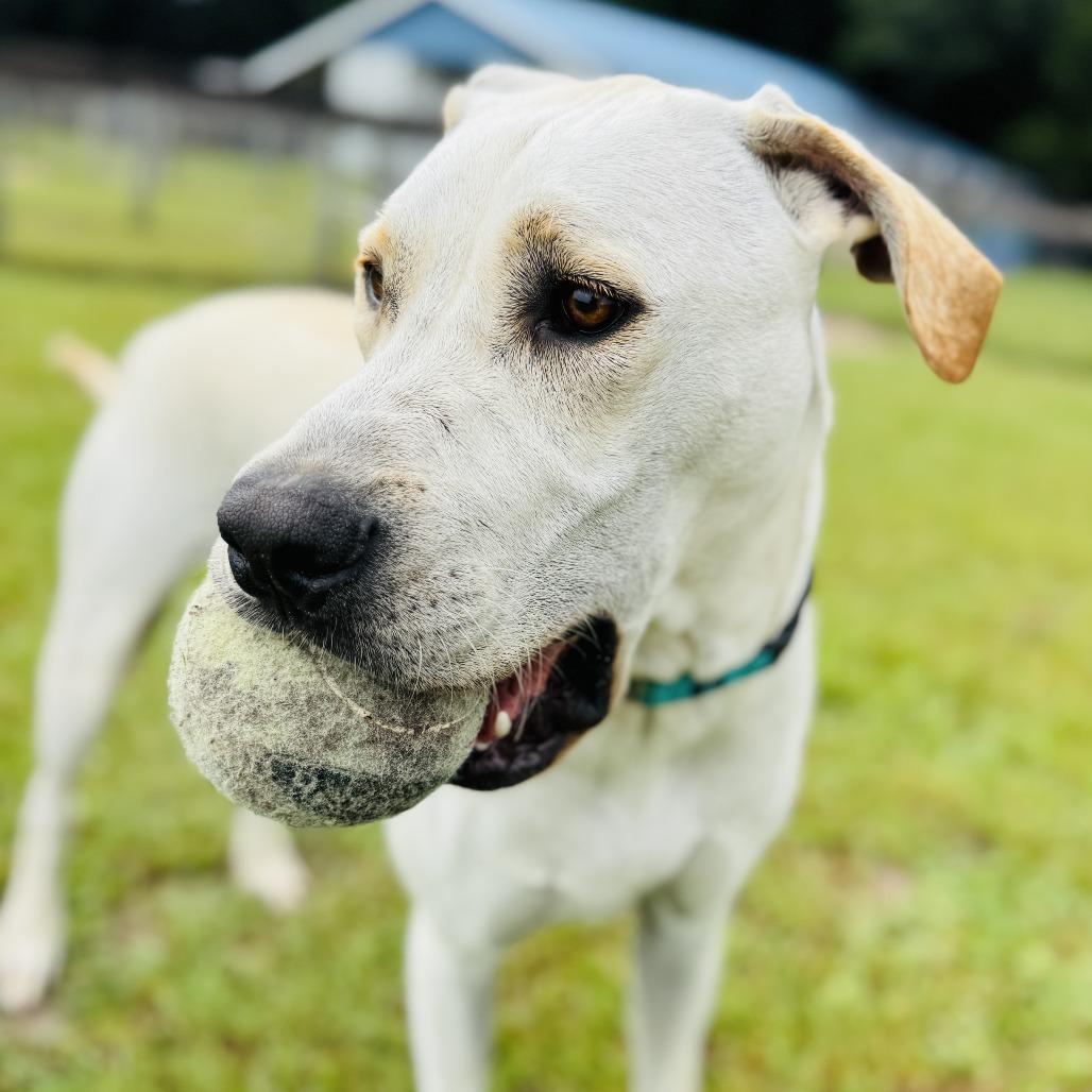 Williston, a Adoptable mixed breed in Williston, FL image 3/5