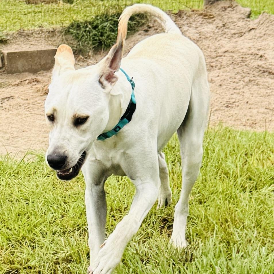 Williston, a Adoptable mixed breed in Williston, FL image 4/5