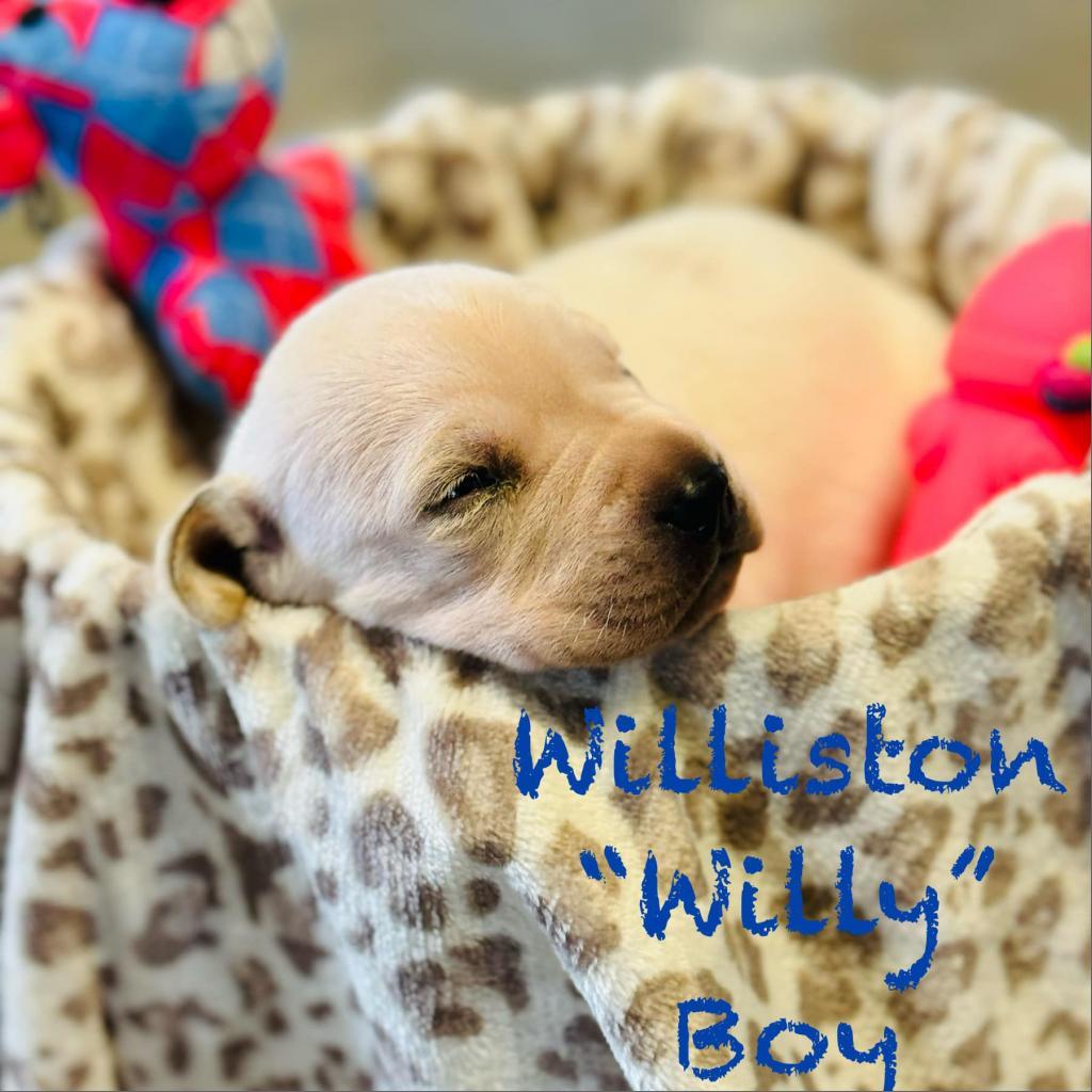 Williston, a Adoptable mixed breed in Williston, FL image 5/5