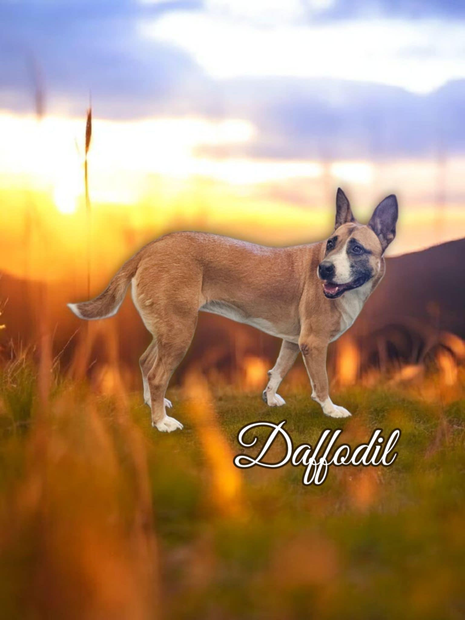 Daffodil, a Adoptable mixed breed in San Angelo , TX image 1/5