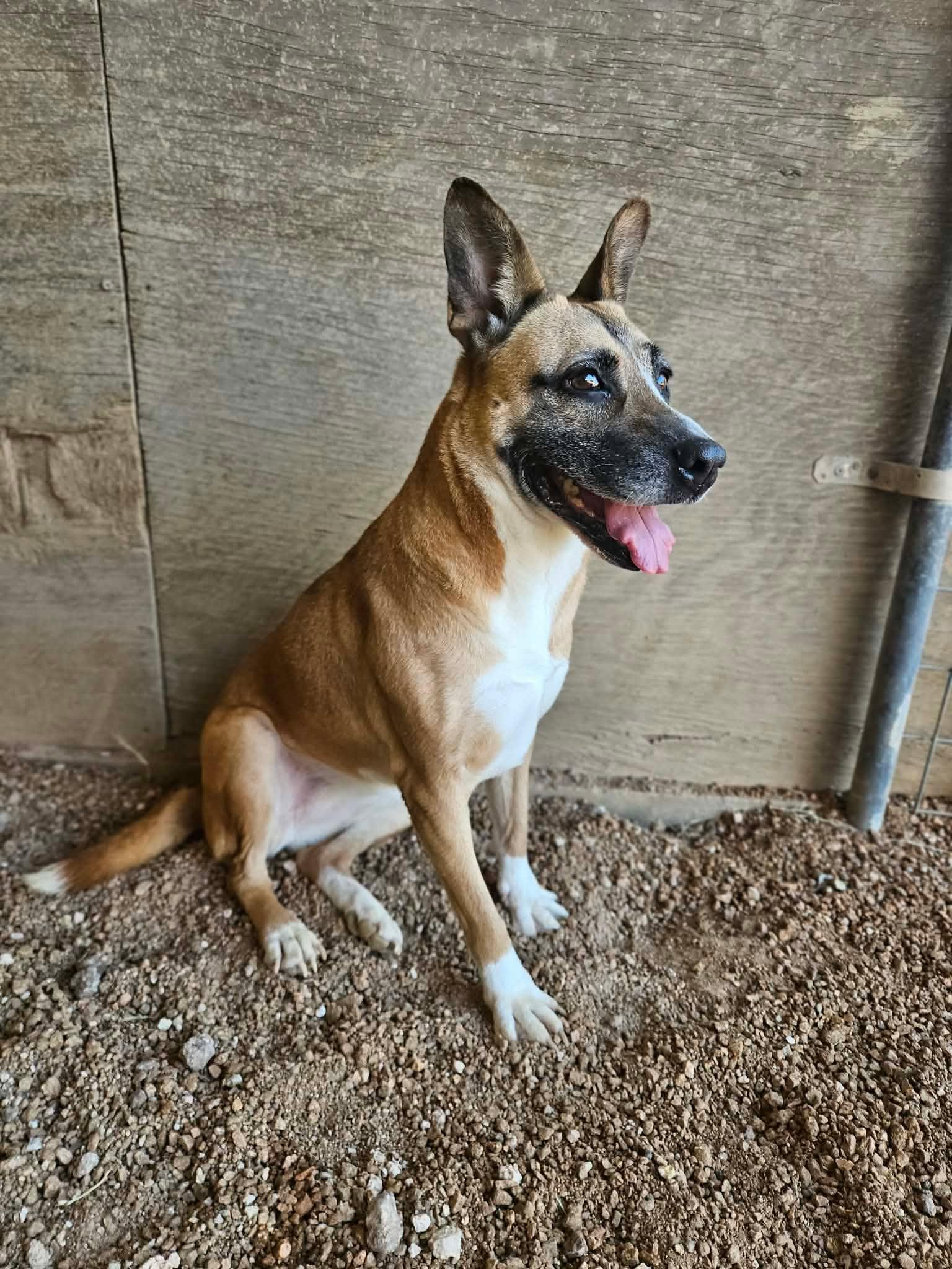 Enlarge Daffodil, a Adoptable mixed breed in San Angelo , TX image 2/6