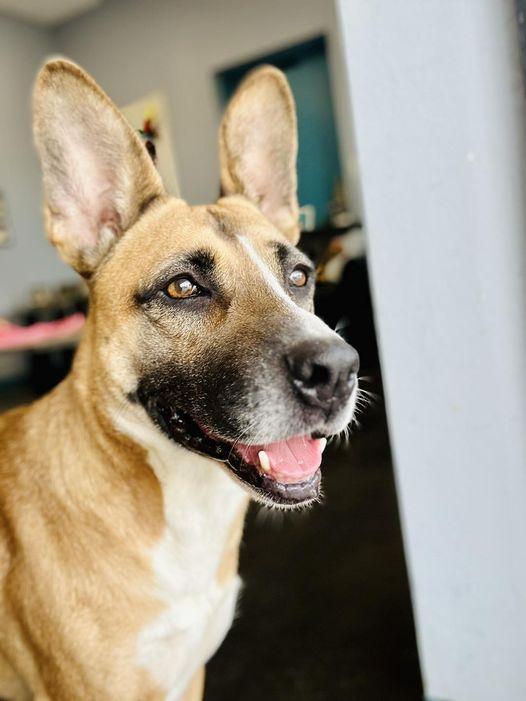 Daffodil, a Adoptable mixed breed in San Angelo , TX image 2/5