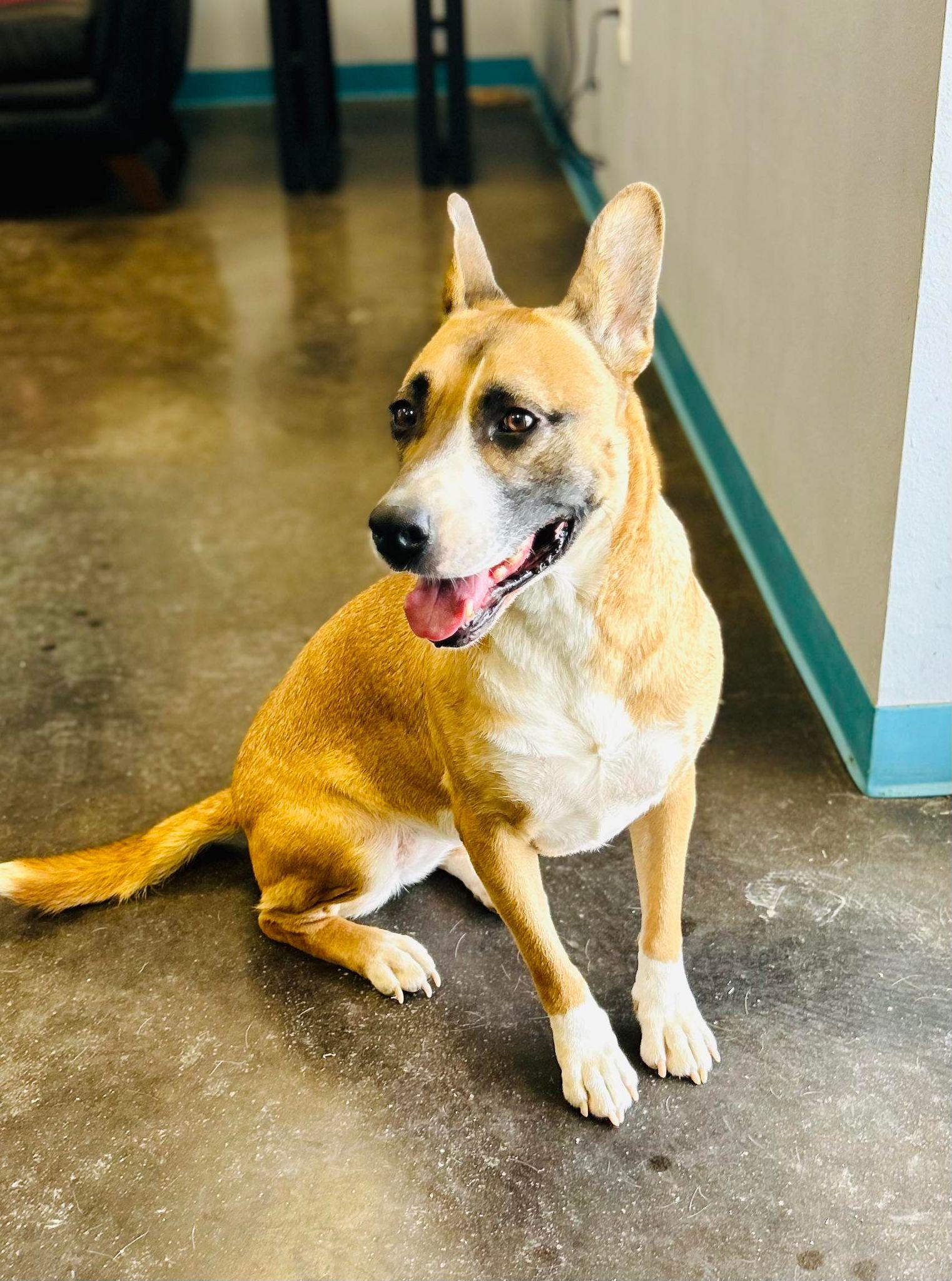 Daffodil, a Adoptable mixed breed in San Angelo , TX image 3/5