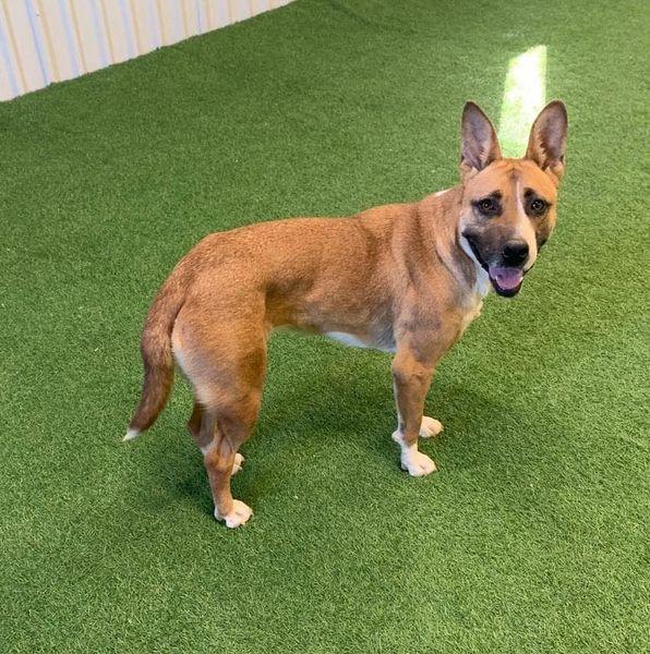 Daffodil, a Adoptable mixed breed in San Angelo , TX image 4/5