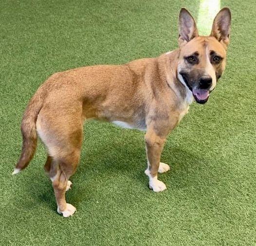 Daffodil, a Adoptable mixed breed in San Angelo , TX image 5/5