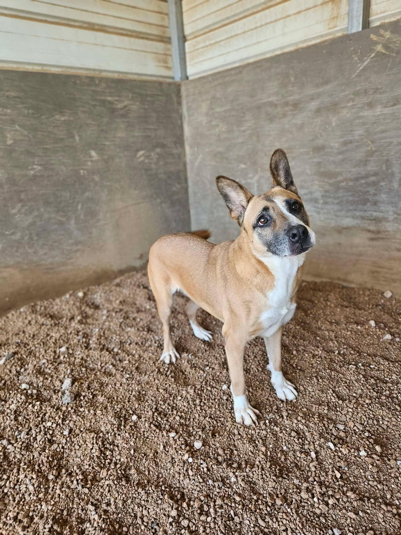 Enlarge Daffodil, a Adoptable mixed breed in San Angelo , TX image 5/6